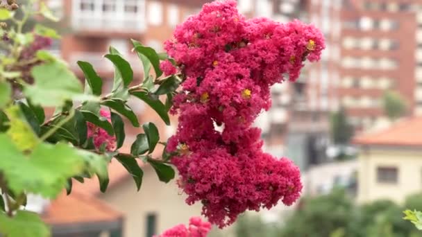 Beautiful Pink Flowers Crepe Myrtle Street Buildings Background Garden Blossoming — Vídeo de Stock