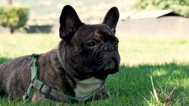 Wrinkled French Bulldog Walk Green Summer Lawn Close Portrait — Video Stock