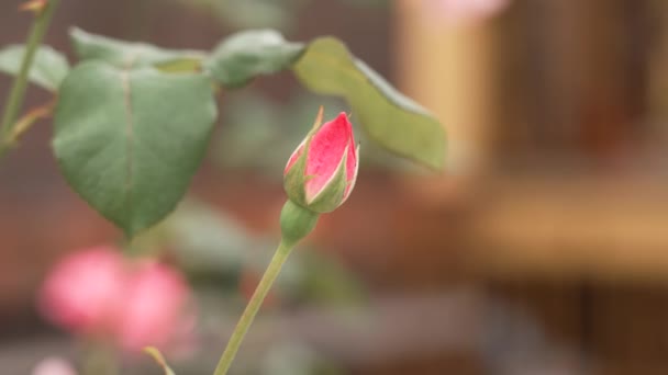 Świeży Ogród Różowy Kwiat Róży Pąk Tle Budynku Domku Młody — Wideo stockowe