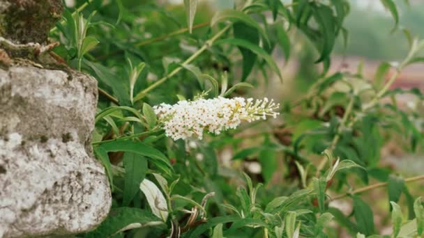 Beautiful White Flower Head Blooming Butterfly Bush Mountain Garden Close — Stok video