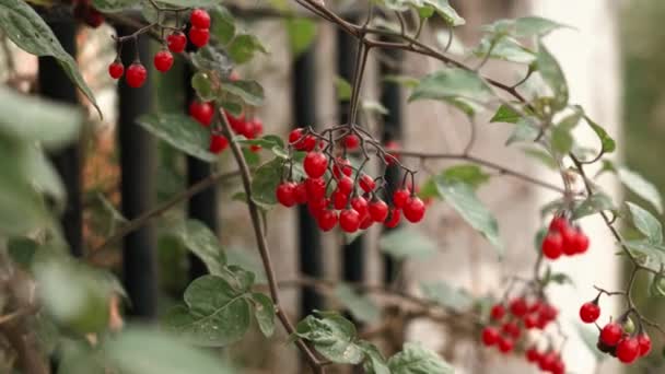 Red Ripe Berries Branch Bush Garden Fence Close — Videoclip de stoc