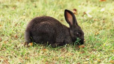 Yeşil çimenli bir çayırda taze ot yiyen sevimli kahverengi evcil tavşan.