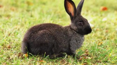 Çayırda çimen çiğneyen güzel, şirin tavşan yaz yeşili çimenleri yakın plan