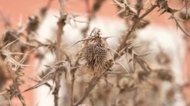 Dikenli kuru dikenli devedikeni