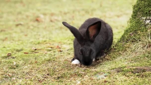 Ein Schönes Kaninchen Mit Großen Ohren Legt Sich Zur Ruhe — Stockvideo
