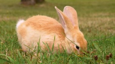 Açık bir yaz otlağında taze yeşil otlarla beslenen sevimli kırmızı tavşan. Kızıl, sevimli Paskalya tavşanı. Yakın plan.
