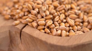 Oyulmuş kırsal bir kasede tam olgunlaşmış buğday tohumları. İşlenmiş ahşap bir çanakta tahıl hasadı. Makro. Döndürme