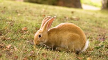 Yaz otlaklarında neşeli genç tavşanları oynuyorlar.