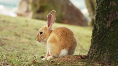 Güzel, genç, kırmızı bir tavşan, resim gibi bir çayırı tırmalıyor.