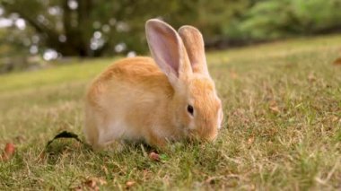 Büyük kulaklı, yeşil çimenleri çiğneyen komik, meraklı kırmızı tavşan parkta kameraya bakıyor. Paskalya Tavşanı yaz otlaklarında yemek yiyor.