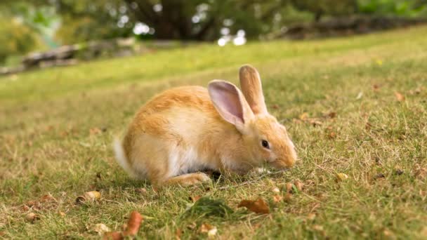Lindo Conejo Rojo Alimentándose Hierba Verde Fresca Prado Verano Aire — Vídeos de Stock