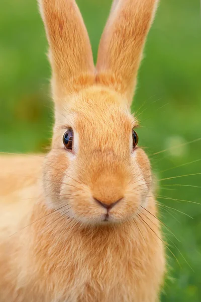 Забавный Красный Кролик Большими Ушами Смотрящий Камеру Пасхальный Кролик Летнем — стоковое фото