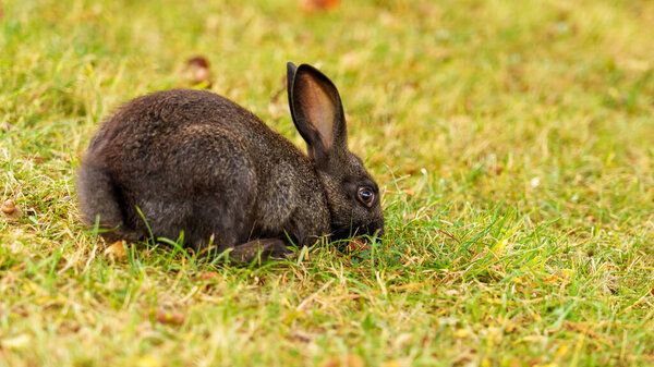 Beautiful cute rabbit eats grass in a meadow with summer green grass close-up. Copy space