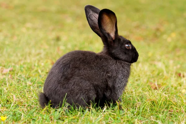 A pretty brown rabbit with big ears sitting on a green summer meadow with fresh grass. Dark nice bunny close-up