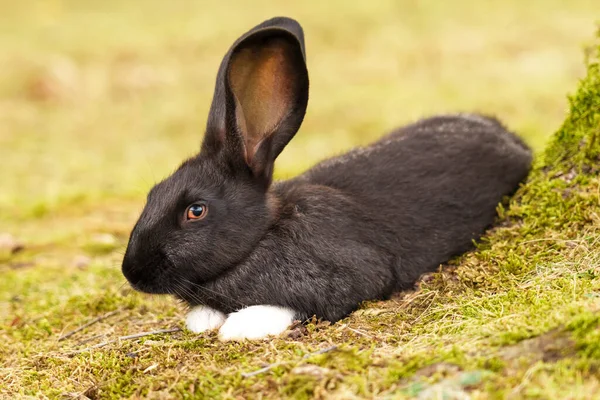 Resting Cute Dark Brown Rabbit White Paws Green Meadow Park — Stock Photo, Image