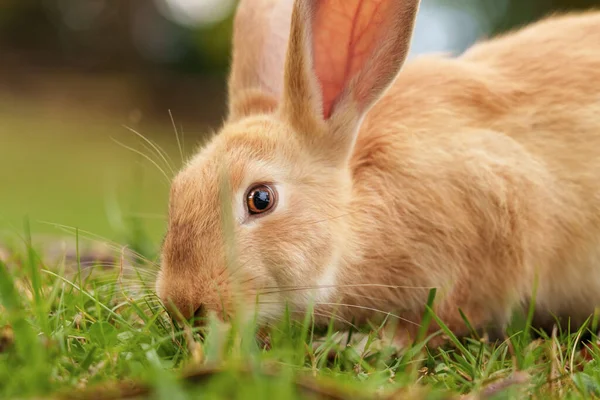 Милый Красный Кролик Питается Свежей Зеленой Травой Летнем Лугу Открытом — стоковое фото