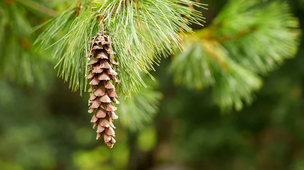 Conos Pino Verano Una Rama Árbol Siempreverde Bosque Cerca Con — Foto de Stock