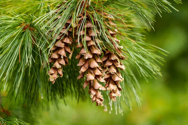 Conos Pino Temporada Árbol Coníferas Hoja Perenne Bosque Cerca — Foto de Stock