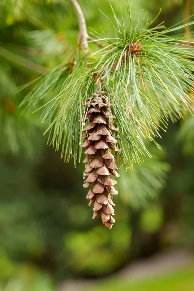 森の中の常緑針葉樹の季節の松のコーンクローズアップ — ストック写真
