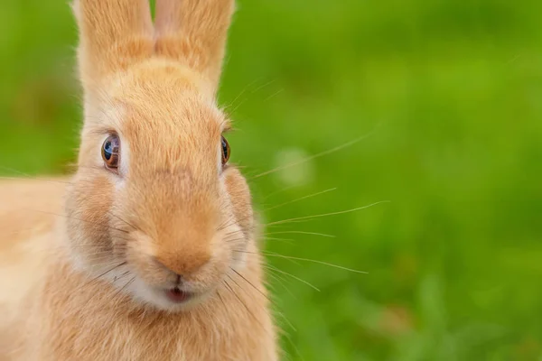 Улыбающийся Красный Кролик Смотрит Камеру Фоне Зеленой Травы Летнего Луга — стоковое фото