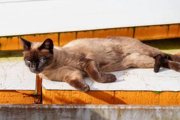 Siamesisk Herrelös Katt Smutsiga Övergivna Vilda Djur Nära Håll — Stockfoto