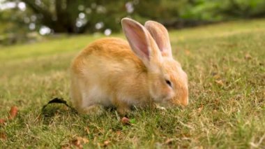 Tepedeki bir çayırda taze yeşil çimenleri yiyen komik kırmızı tavşan. Doğada sevimli bir evcil hayvan.