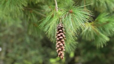 Çam kozalağı, yemyeşil bir ağacın dalında, yemyeşil iğnelerle yakın planda.