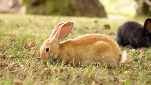 赤と黒のウサギは夏の牧草地で緑の草を食べるクローズアップ — ストック動画