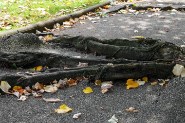 Old tree roots destroy the asphalt as they grow through the pavement. Close-up. Life concept