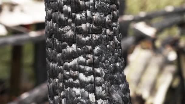 Black Burnt Log House Burned Fire Charcoal Wood Texture — Stock Video