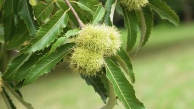 Tatlı kestane ağacı, vahşi doğada bir dalda olgunlaşmış yenilebilir yeşil meyveler. Castanea sativa