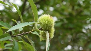 Tatlı kestane ağacı, vahşi doğada yakın bir dalda olgunlaşmış yenilebilir yeşil meyveler. Castanea sativa
