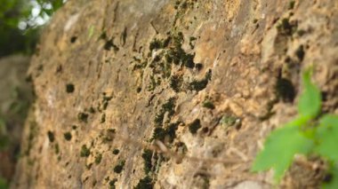 Ormandaki kayanın taş yüzeyinde büyüyen yeşil yosunlar.