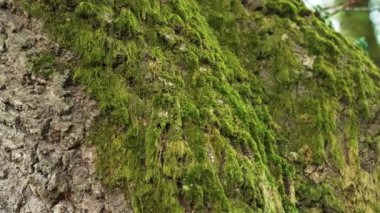 Yeşil yosunlarla kaplı bir orman ağacı gövdesi. Nemli doğal yüzey. Ekosistem koruma kavramı