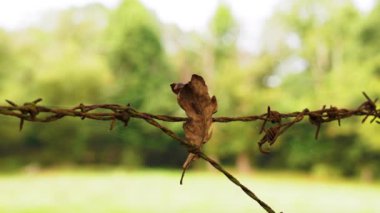 Paslı dikenli tellerin üzerinde sonbahar meşe yaprağı. Çiftlik otlağında yakın plan. Kırsal doğa kavramı