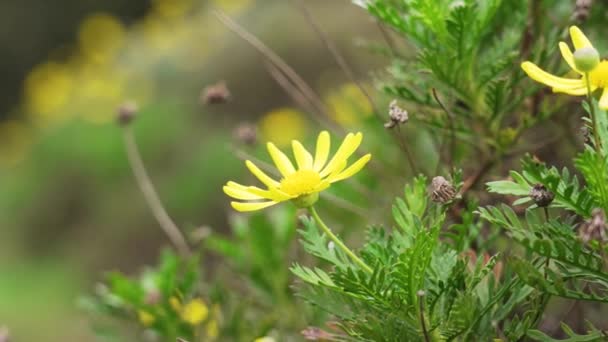 Ανθισμένα Άγρια Λιβάδια Κίτρινο Λουλούδι Ένα Κοντινό Λιβάδι — Αρχείο Βίντεο