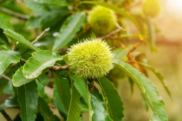 Cultivo Frutos Castaño Dulce Con Cáscara Espina Verde Una Rama — Foto de Stock