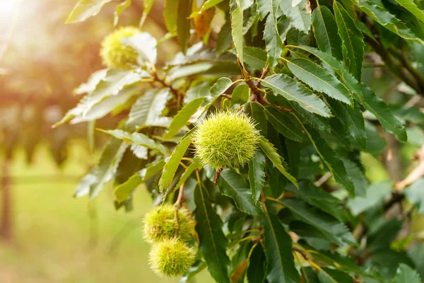 甘い栗の木は 野生の枝のクローズアップで食用緑の果物を熟すスパイク カスタネア サティバ — ストック写真