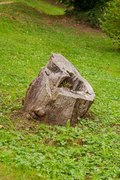 Trozo Árbol Caído Prado Bosque Concepto Problema Deforestación — Foto de Stock