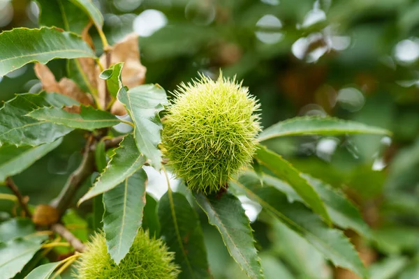 Las Castañas Dulces Que Crecen Las Ramas Del Árbol Acercan — Foto de Stock