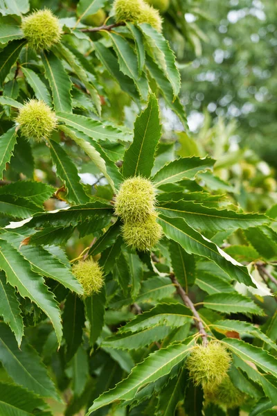 Sweet chestnut tree, spiked ripening edible green fruits on a branch close-up in the wild. Castanea sativa