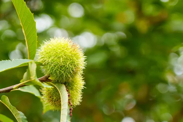 秋の木の枝に緑色のとげのある殻を持つ甘い栗の実を栽培しています カスタネア サティバ スペースのコピー — ストック写真