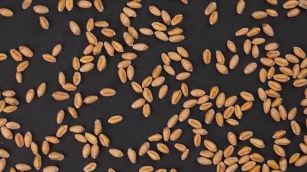 黑色背景的麦粒 全球粮食危机概念 顶部视图 — 图库视频影像