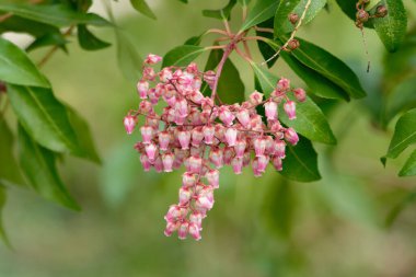 Pieris japonica, Japon andromedasının beyaz ve pembe renkli vazo şeklindeki çiçekleri.