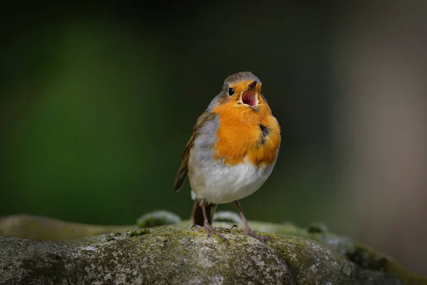 Pequeño Petirrojo Canta Con Pico Abierto Sentado Una Piedra — Foto de Stock