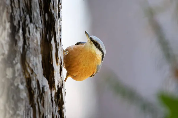 Μια Nuthatch Έναν Κορμό Δέντρου Κοιτάζει Προς Πάνω — Φωτογραφία Αρχείου