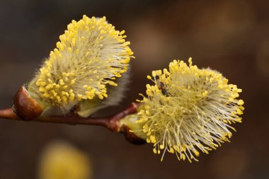 Salix caprea keçi söğüdünün sarı çiçeklerini kaplıyor ilkbaharın başlarında