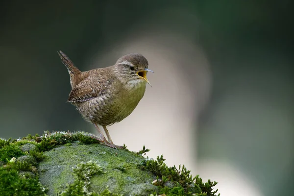 Yosun tutmuş bir taşın üzerinde gagası açık şarkı söylüyor