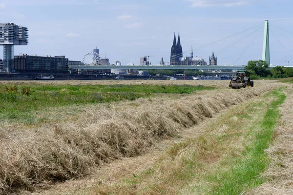 Cologne, Germany July 14, 2022: agricultural work in the middle of a big city at poller wiesen in the nearby the cologne cathedral