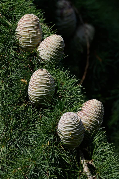 Cedrus Deodara Several Light Tree Cones Himalayan Cedar — Stock Photo, Image